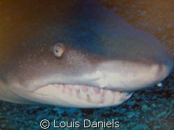 Hey your in my way.... by Louis Daniels 